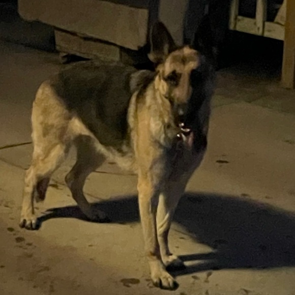 Profile Picture of Lauren Pfaadt (@lpfaadt) on Poshmark