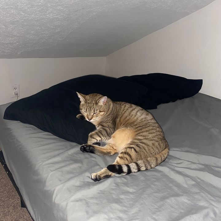 Profile Picture of zelda (@mobbosszelda) on Tiktok