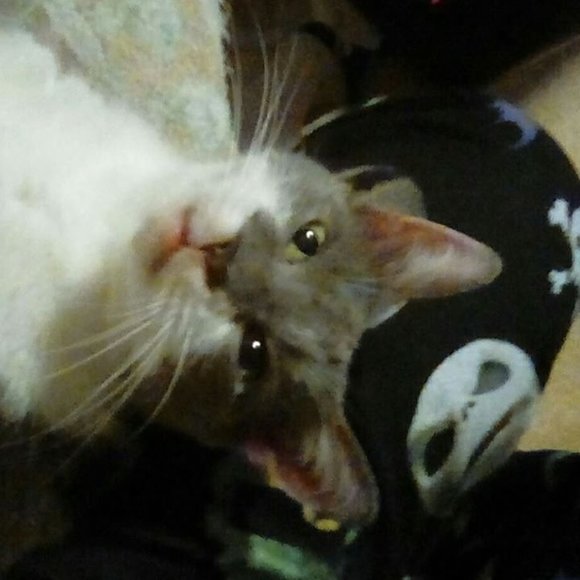 Profile Picture of Angie Eury (@faerieshadoe) on Poshmark