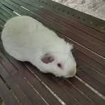 Profile Picture of Ricky Gambler (@Ricky-Gambler) on Facebook