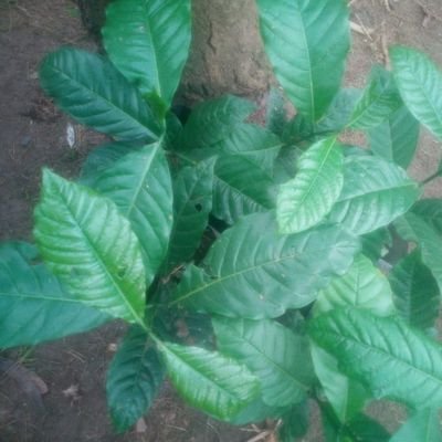 Profile Picture of Budala Mukassa (@BMukassa) on Twitter
