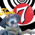 Profile Picture of 又agent seven the heeler又 (@agent7theheeler) on Instagram