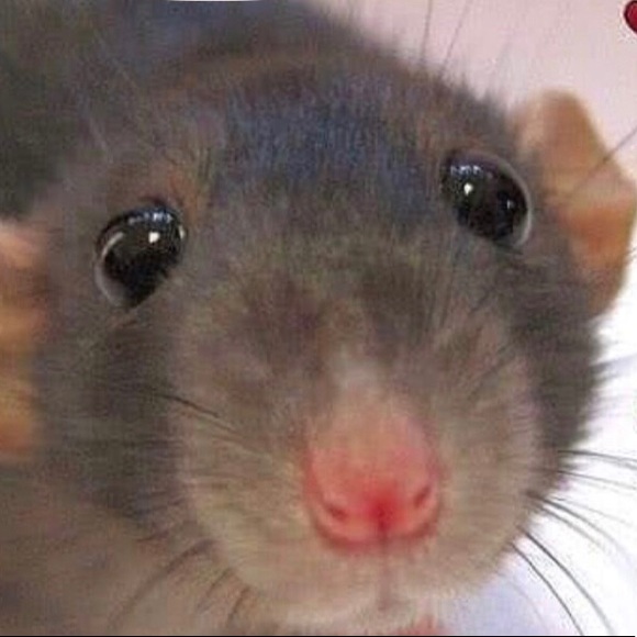 Profile Picture of Daniela Herrero (@danielaherrero) on Poshmark