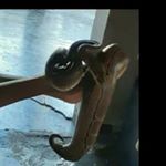 Profile Picture of kylevisser (@bad_bay_j) on Instagram