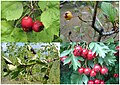 Profile Picture of Crataegus - Wikipediaon Wikipedia