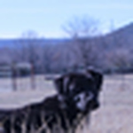 Profile Picture of Jolee Leonard (@Zephyra Dawn) on Flickr