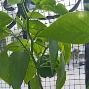 Murat Durmaz - Youtube Profile Picture of Murat Durmaz (@muratdurmaz6930) on Youtube