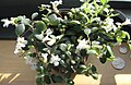 Profile Picture of Codonanthe - Wikipediaon Wikipedia