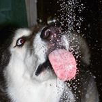 Profile Picture of Mike Spears (@spearulina) on Instagram