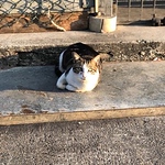 Profile Picture of Chau Ming Wong (@wcm2401) on Flickr