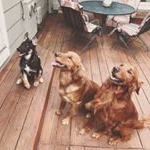 Profile Picture of Dodger, Cooper, and Elvis (@themightygoldensandelvis) on Instagram