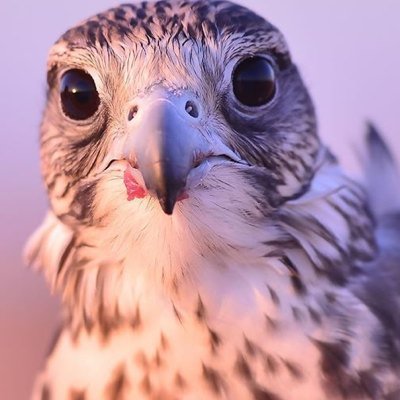 Profile Picture of Falcon (@al_ss111) on Twitter