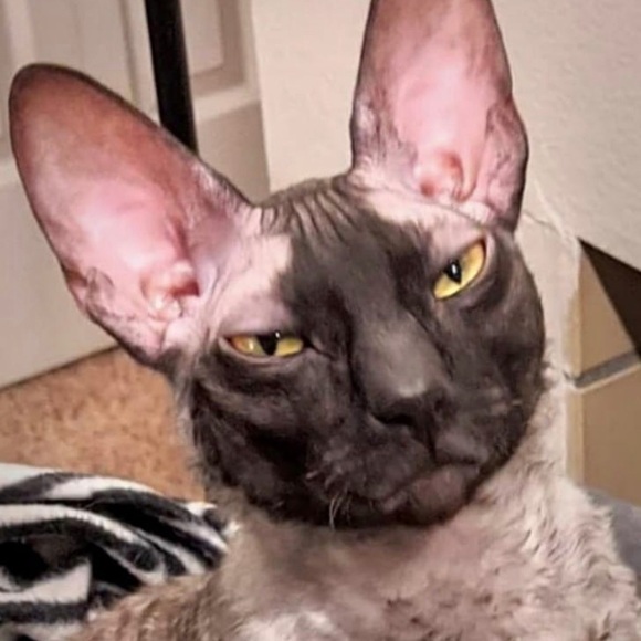 Profile Picture of Patrick Abelman (@angry_mfkr) on Poshmark