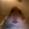 Profile Picture of Joshua Horn (@@joshuahorn17) on Tiktok