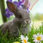 Profile Picture of Lisa Radinger (@radingerl) on Instagram