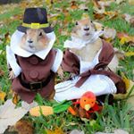 Profile Picture of Lisa (@rabbitdogcc) on Instagram