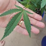 Paul Wilfred - Instagram Profile Picture of Paul Wilfred (@jaberwalky66) on Instagram