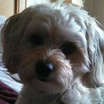 Profile Picture of Laurie Deeb Forton (@lauriedeeb) on Instagram