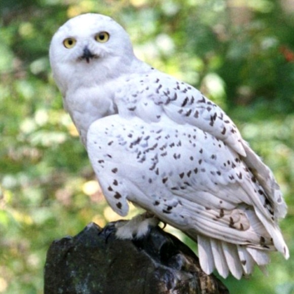 Profile Picture of Danielle Rotolo (@mrsrolo) on Poshmark