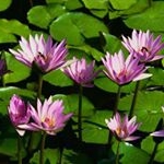 Profile Picture of Louise Forgues (@ilouisef) on Instagram