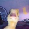 Profile Picture of   Jorge Gaxiola Jr.... (@jorgegaxiolajr) on Tiktok