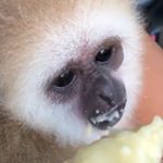 Profile Picture of Toco Boi (@joevavraquintanilla) on Instagram