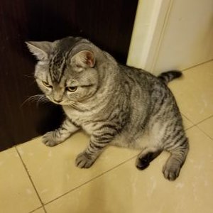 Profile Picture of Cheng Pui Ching (@chingcheng1115) on Twitter