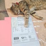 Profile Picture of Rebecca Simpson-Shacker (@rebeccasimpsonshacker) on Instagram