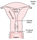 Profile Picture of Cervical canalon Wikipedia