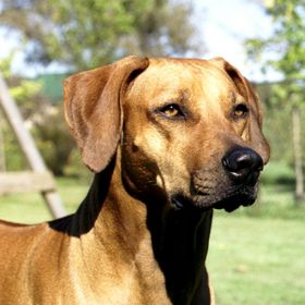 Profile Picture of Henrietta Oke (@ronaldoke) on Pinterest