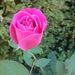 Profile Picture of Cheryl Ann Roode (@cherylannroode) on Pinterest