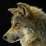 Profile Picture of Rogelio Ramirez (@Rogelioramirezlarios) on Youtube