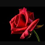 Profile Picture of Rosa Hernitz (@rosa_hernitz) on Instagram