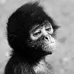 Profile Picture of Hans Wurst (@uffbassejetzt) on Instagram