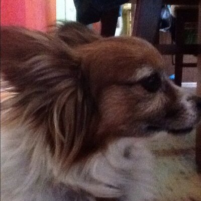 Melissa Prowse - Twitter Profile Picture of Melissa Prowse (@MLP2001) on Twitter