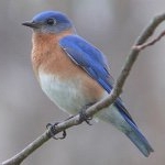 Profile Picture of Jim Bearden (@bluebird_trail) on Instagram