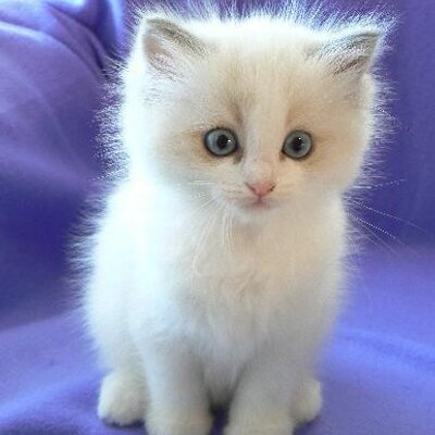 Profile Picture of Geeta Joshi (@geetajoshi137) on Twitter