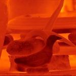 Profile Picture of Daniel Lafferty (@bandicootpottery) on Instagram