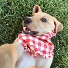 Profile Picture of   TikTok de Querido John... (@dogqueridojohn) on Tiktok