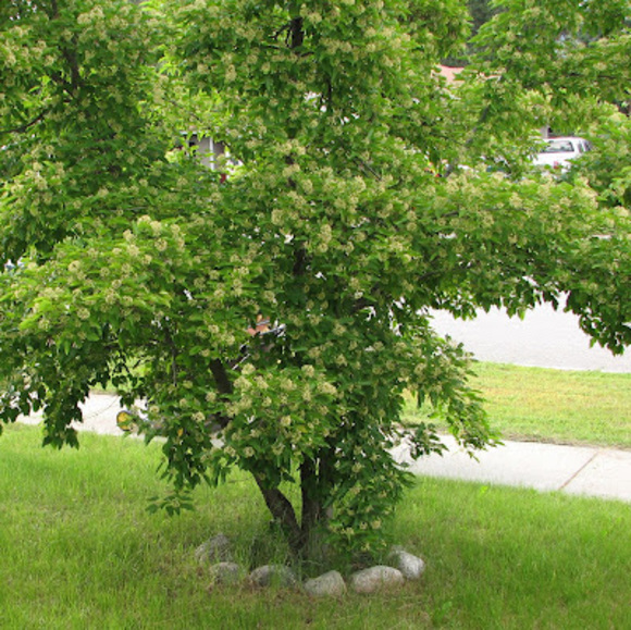 Profile Picture of Melissa Pachman (@melpachman) on Poshmark