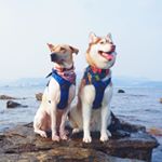 Profile Picture of 🐾 George & Ballbie 🐾 (@george.ballbie) on Instagram