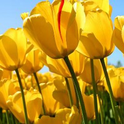 Profile Picture of Nebojsa Micakovic (@NebojsaMicakovi) on Twitter