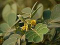 Profile Picture of Senna unifloraon Wikipedia