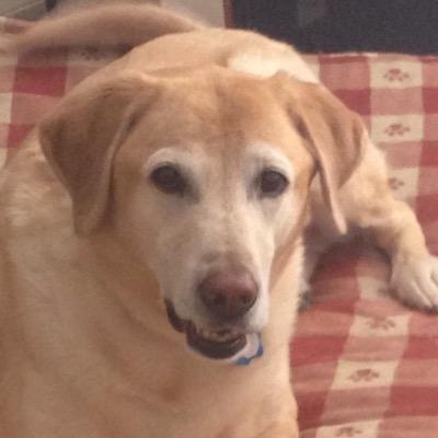 Profile Picture of Nancy West (@labmom22) on Twitter