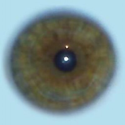 Profile Picture of Kelly Weber (@PunkSweeper) on Twitter