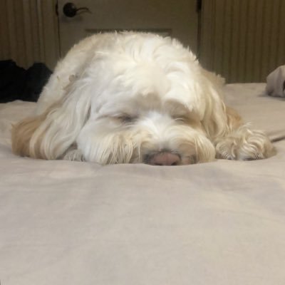 Profile Picture of Nathan Goldfarb (@goldfarb_nathan) on Twitter