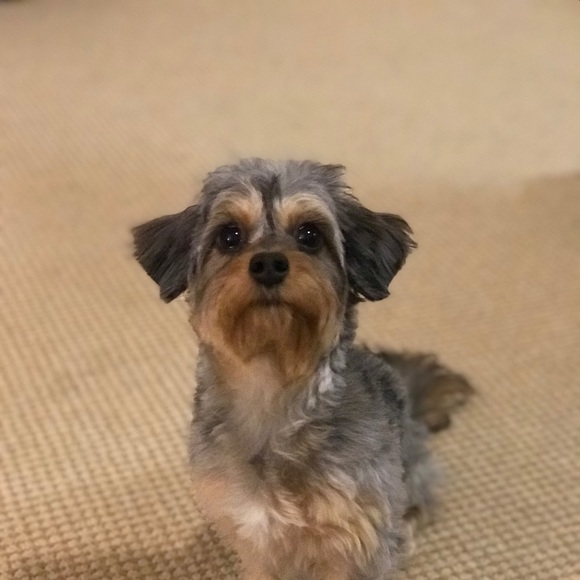 Profile Picture of Yue Zhang (@yzh191) on Poshmark