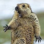 Nick Rivers - Instagram Profile Picture of Nick Rivers (@bag_goose) on Instagram