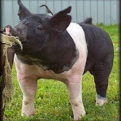 Profile Picture of The Joe Brewer (@hawgdawg13) on Youtube