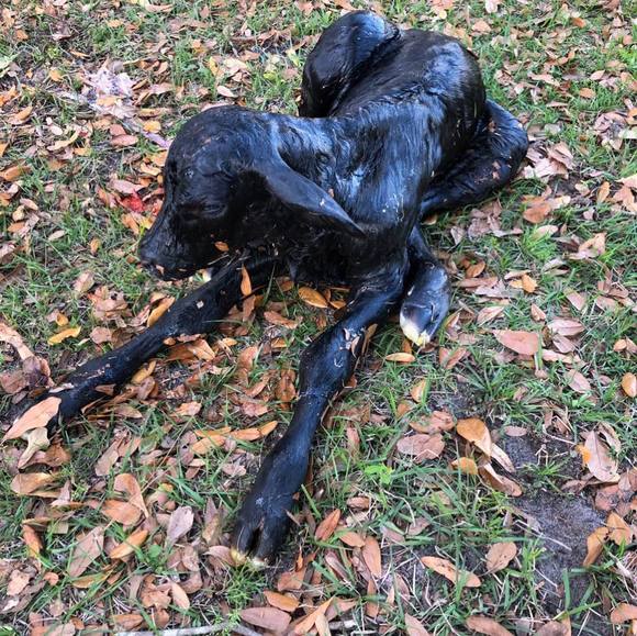 Profile Picture of Ray Leonard (@airboat78) on Poshmark